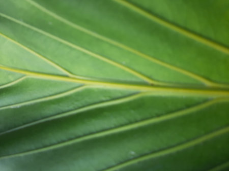 Blurry abstract green leaf vein texture background full close up.の写真素材