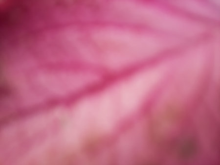 Blurred abstract purple and pink leaf vein texture full close up background.の写真素材