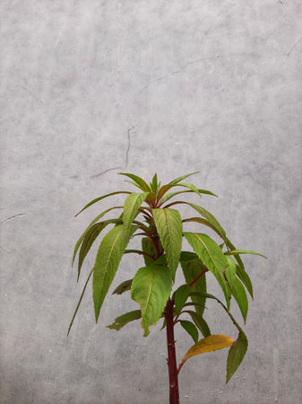 Green leaves of Impatiens balsamina plant on isolated grey background.の写真素材