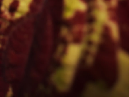 Blurred abstract Coleus blumei or Solenostemon cultivar or Crimson Gold texture. Defocused dark red or maroon or red velvety leaves with bright yellow.の写真素材