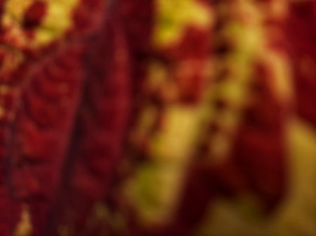 Blurred abstract Coleus blumei or Solenostemon cultivar or Crimson Gold texture. Defocused dark red or maroon or red velvety leaves with bright yellow.の写真素材