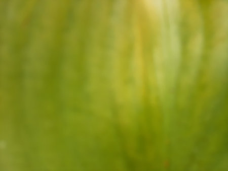 Blurry green abstract leaf vein spiral texture background full close up.の写真素材