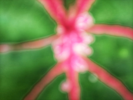 Blurry abstract green caladium bicolor leaf with pink lines full close up.の写真素材