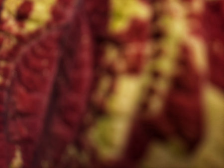 Blurred abstract Coleus blumei or Solenostemon cultivar or Crimson Gold texture. Defocused dark red or maroon or red velvety leaves with bright yellow.の写真素材