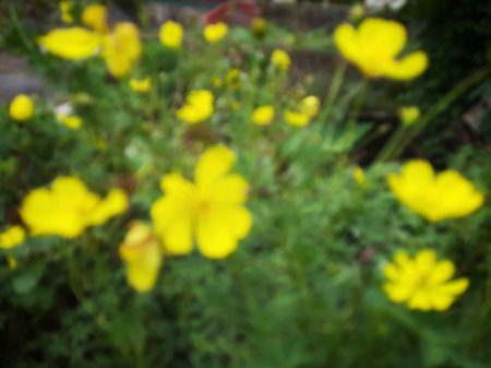 Defocused yellow flower in the garden.の写真素材