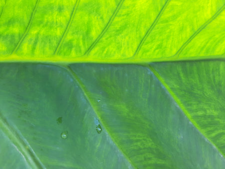 Green Taro or Colocasia esculenta L. leaf pattern textureの写真素材