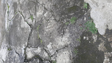 Cement texture with mosses on a sunny dayの写真素材