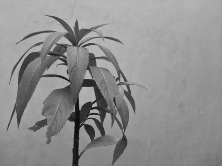 Monochrome grey leaves of Impatiens balsamina plant on isolated background.の写真素材