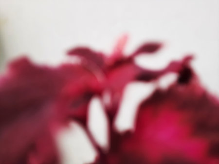 Defocused abstract pink leaves floral and branch with grey background.の写真素材