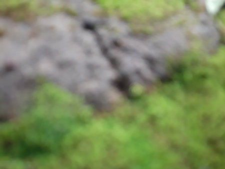 Abstract defocused mosses on the rock texture backgroundの写真素材
