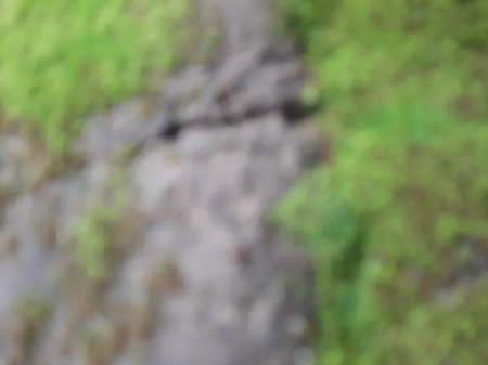 Abstract defocused mosses on the rock texture backgroundの写真素材