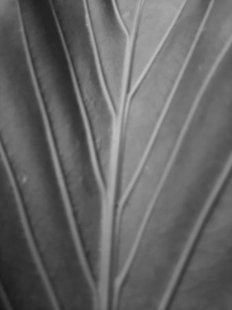 Abstract blurred grey monochrome leaf vein texture full close up.の写真素材