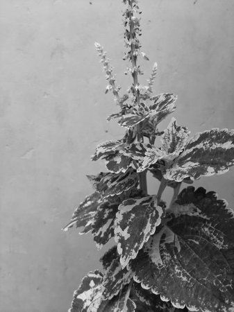 Monochrome grey Coleus blumei or Solenostemon cultivar or Crimson Gold on isolated background.の写真素材