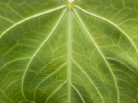 Blurry abstract green leaf vein texture background full close up.の写真素材