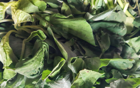 Defocused faded spinach green leaves abstract texture backgroundの写真素材