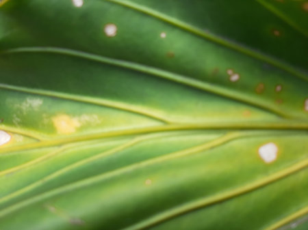 Blurry abstract green leaf vein texture background full close up.の写真素材