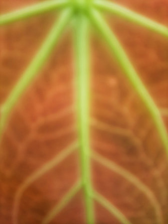 Abstract red leaf vein texture full close up.の写真素材