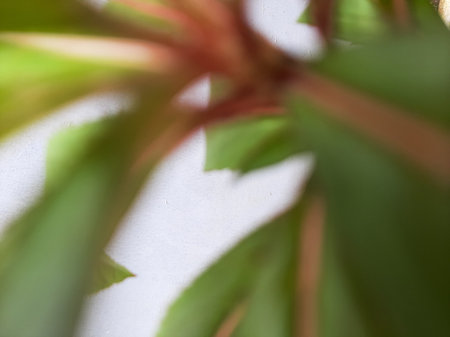 Abstract blurred green yellow leaves and branch background.の写真素材