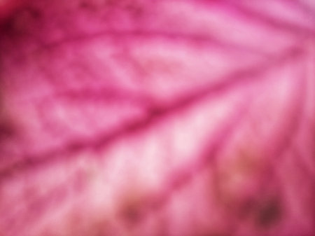 Blurred abstract purple and pink leaf vein texture full close up background.の写真素材
