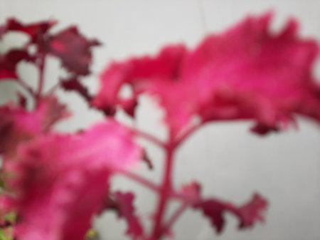 Defocused abstract pink leaves floral and branch with grey background.の写真素材