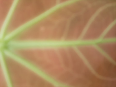 Abstract red leaf vein texture full close up.の写真素材