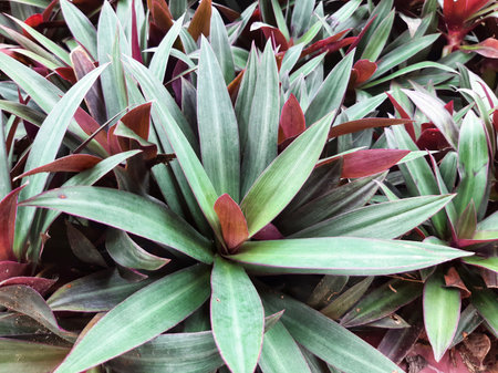 Moses in the Cradle or Tradescantia spathacea or boat lily, Moses in a basket or Moses-in-the-bulrushes or oyster plant on a sunny dayの写真素材