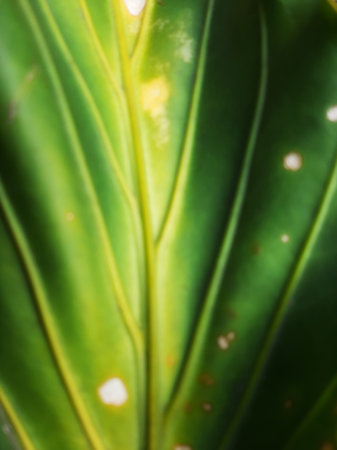 Blurry abstract green leaf vein texture background full close up.の写真素材