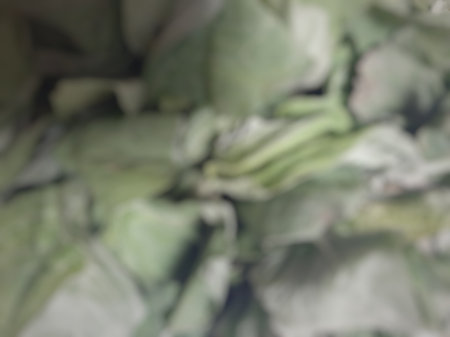 Defocused faded spinach green leaves abstract texture backgroundの写真素材