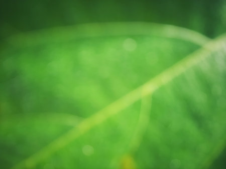Defocus abstract green leaf vein texture backgroundの写真素材