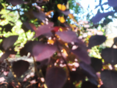 Defocused purple flower leaves on a sunny dayの写真素材