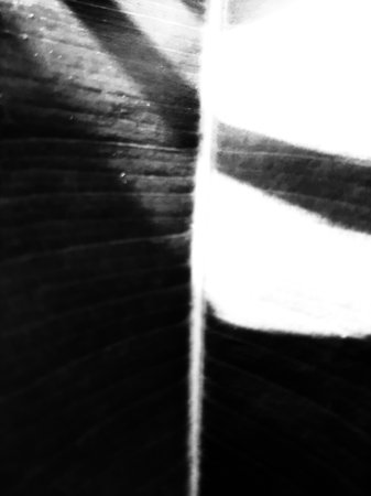 Monochrome Rubber Ficus Elastica Shivereana or Moonshine Leaves Textureの写真素材