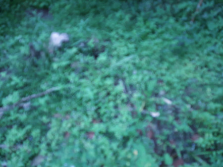 Defocus greenery tropical leaves on the ground full frame backgroundの写真素材