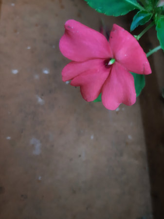 Blurry Pink flower of Impatiens Walleriana or busy lizzie lizzy, balsam, sultana above unused clay roof tileの写真素材