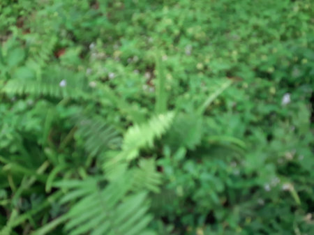Defocus greenery tropical leaves on the ground full frame backgroundの写真素材