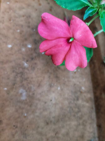 Pink flower of Impatiens Walleriana or busy lizzie lizzy, balsam, sultana above unused clay roof tileの写真素材