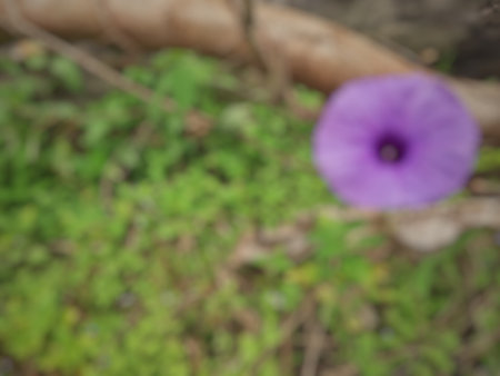 Defocused Ipomoea cairica or purple trumpet flowers twisting on a tree branch with green leaves that...