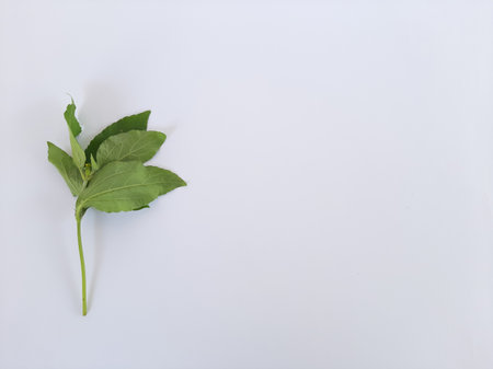 beautiful Synedrella green leaves from single stem on isolated white backgroundの写真素材