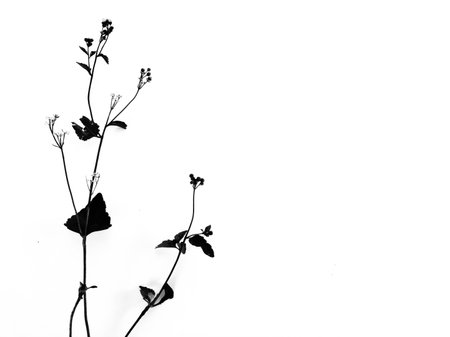 monochrome beautiful flower weed on isolated white background for textの写真素材