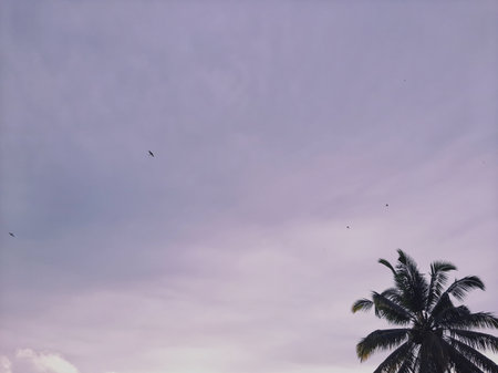 empty grey overcast sky with one coconut tree on the cornerの写真素材