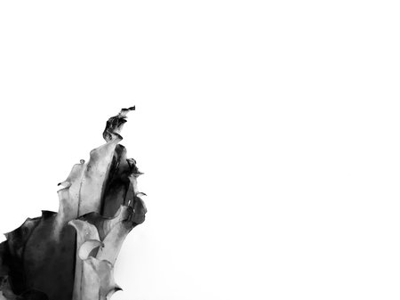 monochrome dry Anthurium Plowmanii or Wave of Love leaf looks like fire metaphor on isolated white background for textの写真素材