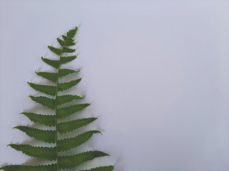 one stem Dryopteris ludoviciana plant or fern leaf on isolated white backgroundの写真素材