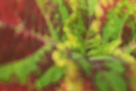 abstrack defocus colorful coleus leaves paint close upの写真素材