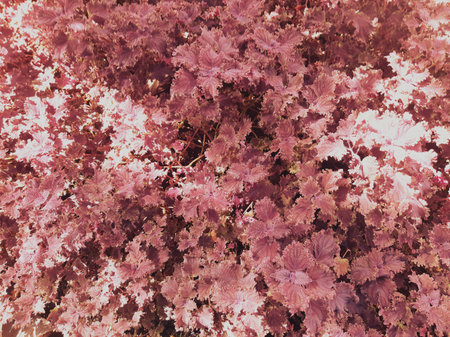 red pink leaves flower lush background with sunlightの写真素材