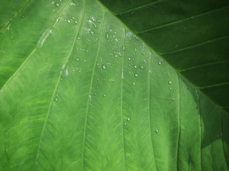 green leaf of taro or Colocasia esculenta L. texture background with water dropletsの写真素材