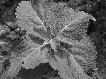 Monochrome top view fresh leavesの写真素材