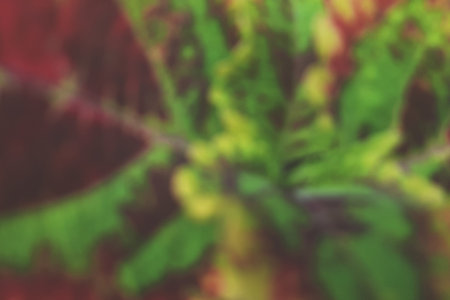 abstrack defocus colorful coleus leaves paint close upの写真素材