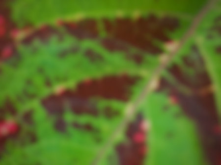 abstrack defocus colorful coleus leaves paint close up