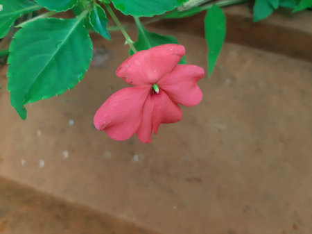 Pink flower of Impatiens Walleriana or busy lizzie lizzy, balsam, sultana above unused clay roof tileの写真素材