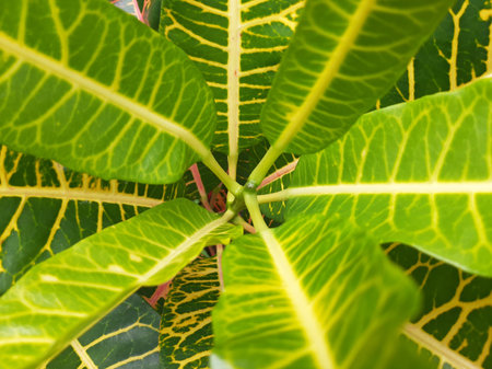 Green yellow Croton Codiaeum plant leaves pattern texture from the end of the branch viewの写真素材