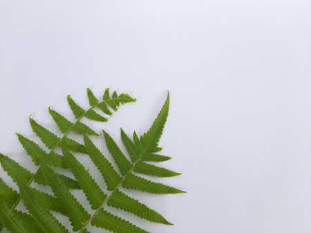 one stem Dryopteris ludoviciana plant or fern leaf on isolated white backgroundの写真素材